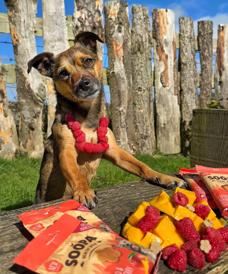 soopa-friandise-naturelles-chien-dog-bites-mangue-framboise