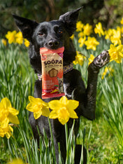 soopa-friandise-naturelles-chien-dog-treat-mangue-framboise