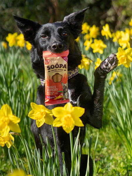 soopa-friandise-naturelles-chien-dog-treat-mangue-framboise