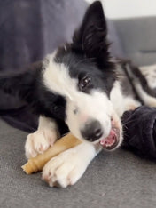 syta-micha-friandises-naturelles-pour-chien-os-mastication-HOT-DOG-BOEUF-APIN-CAROTTE