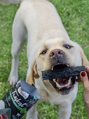 syta-micha-friandises-naturelles-pour-chien-os-mastication-dentaire-AGNEAU-MENTHE-CHARBON