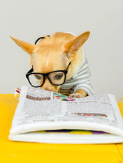 the-furry-folks-tapis-de-fouille-puzzle-interactif-pour-chien-journal