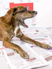 the-furry-folks-tapis-de-fouille-puzzle-interactif-pour-chien-journal