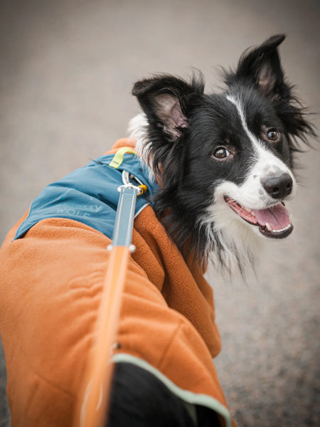 woollywolf-pull-polaire-pour-chien-Alpha-360-Terracotta-Mix