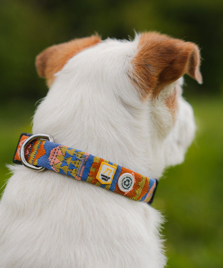 woolywolf-collier-design-pour-chien-Nightless-Night