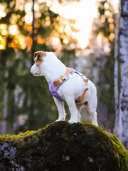 woolywolf-harnais-Alpha-360-Harness-Lavender