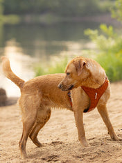 woolywolf-harnais-Roam-Harness-Terracotta-Ripple