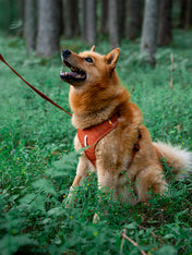 woolywolf-harnais-Roam-Harness-Terracotta-Ripple