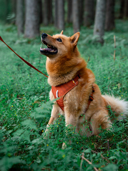 woolywolf-harnais-Roam-Harness-Terracotta-Ripple