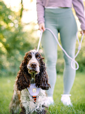 woolywolf-harnais-design-pour-chien-Color-Block