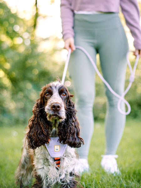 woolywolf-harnais-design-pour-chien-Color-Block