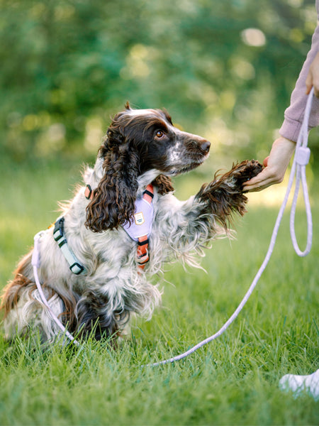 woolywolf-harnais-design-pour-chien-Color-Block