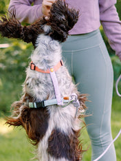 woolywolf-harnais-design-pour-chien-Color-Block