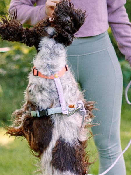 woolywolf-harnais-design-pour-chien-Color-Block