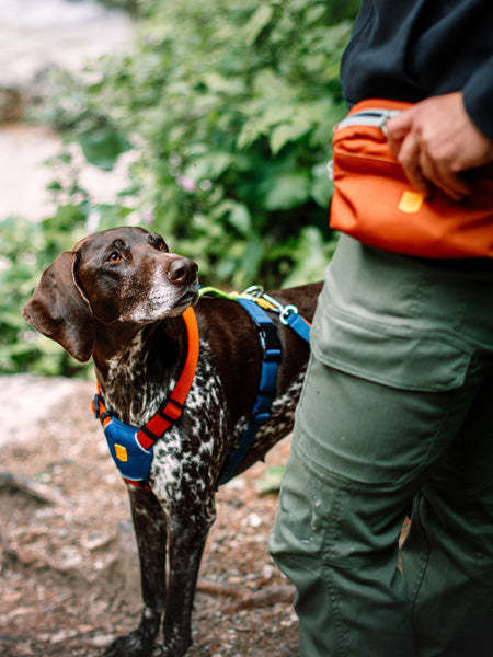 woolywolf-harnais-design-pour-chien-Color-Block-terracotta