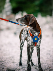 woolywolf-harnais-design-pour-chien-Color-Block-terracotta