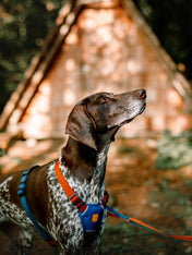 woolywolf-harnais-design-pour-chien-Color-Block-terracotta