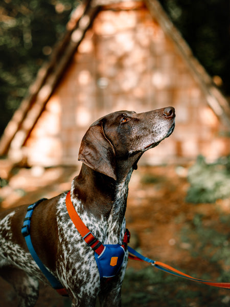 woolywolf-harnais-design-pour-chien-Color-Block-terracotta