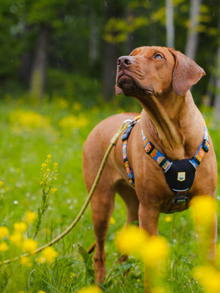 woolywolf-laisse-corde-mousqueton-design-pour-chien-pistache