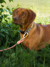 woolywolf-laisse-corde-mousqueton-design-pour-chien-rose