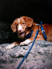 woolywolf-laisse-corde-mousqueton-design-pour-chien-teal