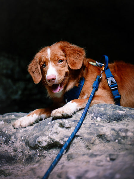 woolywolf-laisse-corde-mousqueton-design-pour-chien-teal