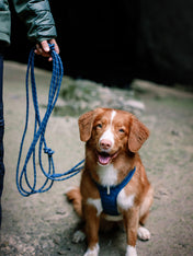 woolywolf-longe-corde-mousqueton-design-pour-chien-teal