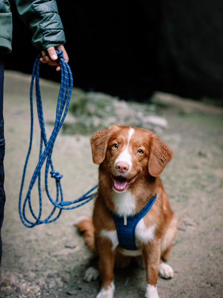 woolywolf-longe-corde-mousqueton-design-pour-chien-teal