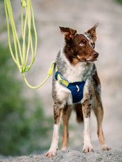 woolywolf-longe-education-corde-mousqueton-design-pour-chien-lime