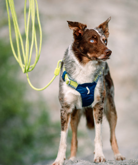 woolywolf-longe-education-corde-mousqueton-design-pour-chien-lime