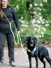 woolywolf-longe-education-corde-mousqueton-design-pour-chien-lime