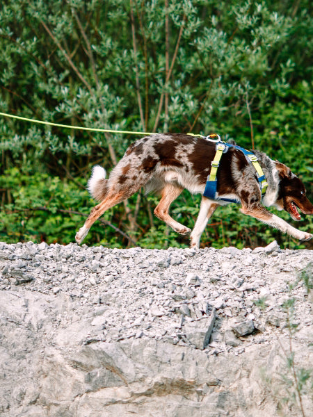 woolywolf-longe-education-corde-mousqueton-design-pour-chien-lime