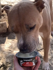 Yaourt riche en protéines pour chien et chat - 2+PRO 💪 - Yogupet