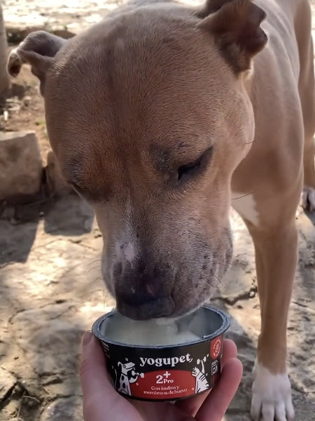Yaourt riche en protéines pour chien et chat - 2+PRO 💪 - Yogupet