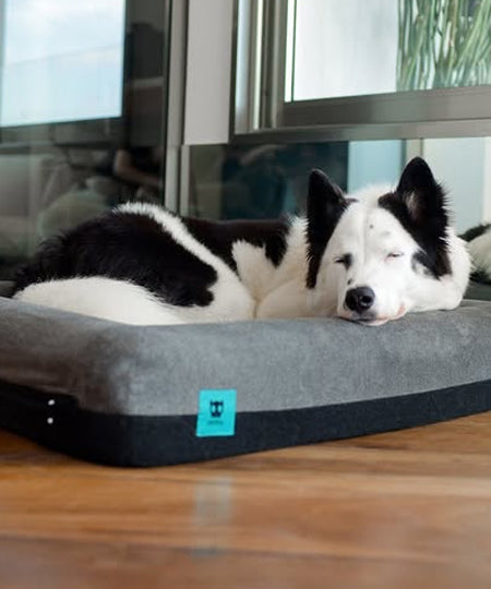 zee-dog-Panier-pour-chien-Zee.Bed-Skull