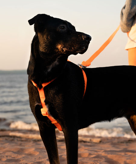 zee-dog-harnais-en-H-pour-chien-impermeable-Neopro-tangerine-orange