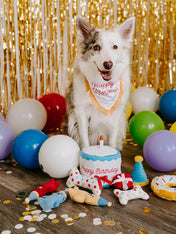 zippy-paws-Burrow-peluche-pour-chien-gateau-anniversaire