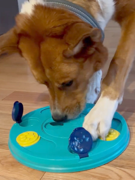       zippy-paws-jouet-puzzle-interactif-pour-chien-Smarty-Paws-Puzzler