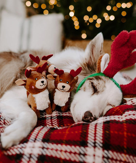 zippy-paws-peluche-pour-chien-lot-3-miniz-rennes