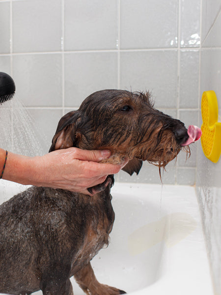 AFP-tapis-de-lechage-canard-bain-pour-chien-enrichissement