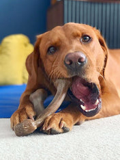 Benebone-jouet-a-macher-pour-chien-wishbone-beurre-de-cacahuete