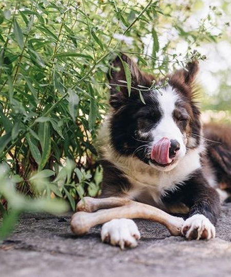 Benebone-jouet-a-macher-pour-chien-wishbone-beurre-de-cacahuete