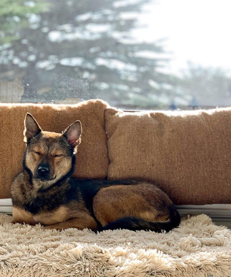 Best-Friend-by-Sheri-plaid-ultra-confort-doux-pour-chien-taupe