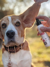 Biogance-soins-naturelles-chien-LOTION-DES-OREILLES