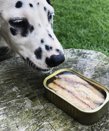 Canumi-friandise-alimentation-naturelles-chien-filets-de-maquereau