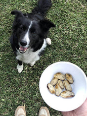 Canumi-friandise-alimentation-naturelles-chien-moules-vertes-nouvelle-zelande