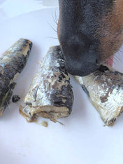 Canumi-friandise-alimentation-naturelles-chien-sardines