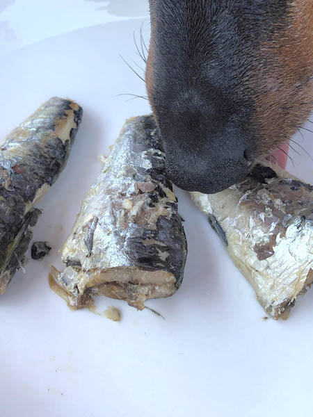 Canumi-friandise-alimentation-naturelles-chien-sardines