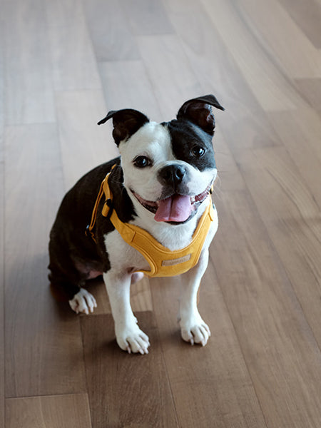 Charlie_s-Backyard-harnais-confort-pour-chien-jaune