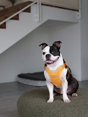 Charlie_s-Backyard-harnais-confort-pour-chien-jaune